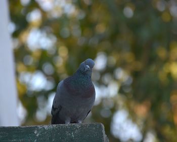 Low angle view of bird perching outdoors