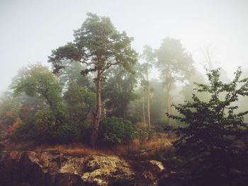 Trees in foggy weather