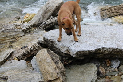 Dog standing on rock by sea