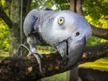 Close-up of parrot perching on tree