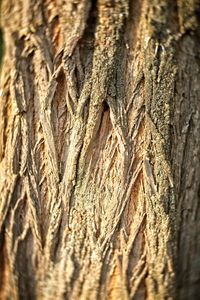 Full frame shot of tree trunk