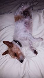 Close-up of dog relaxing on bed at home