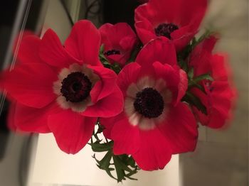 Close-up of red flower