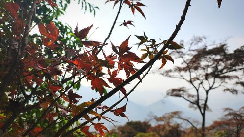 Low angle view of tree against sky during autumn