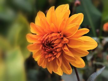 Close-up of orange dahlia