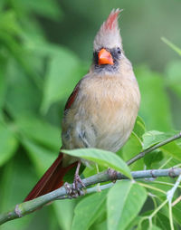 Close-up of bird perching on tree