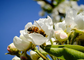 Close-up of bee pollinating on flower