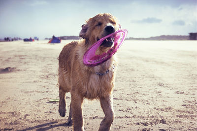 Close-up of dog carrying plastic disc in mouth while walking at beach