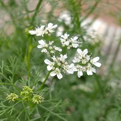 Close-up of white flowering plant on field