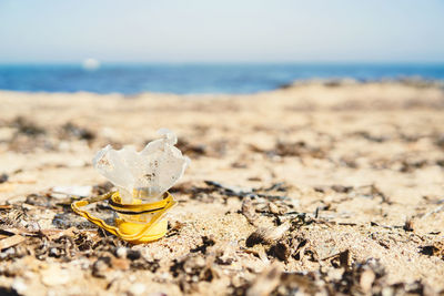 Close-up of seashell on beach