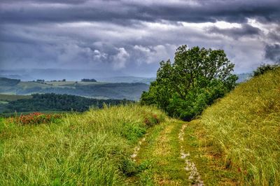 Plants growing on land against sky