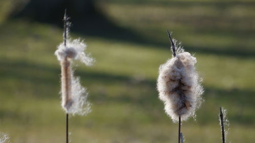 Close-up of dandelion