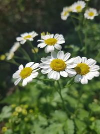 Close-up of white flowers blooming outdoors