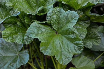 Close-up of fresh green leaf