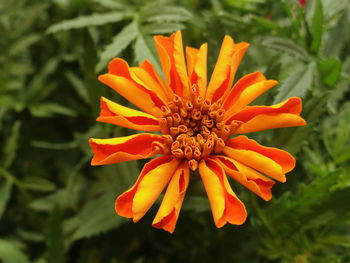 Close-up of orange flower