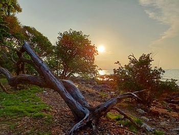 Sunlight falling on tree at sunset