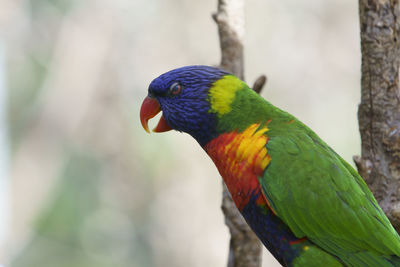 Close-up of parrot perching on branch