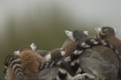 Close-up of cats sleeping