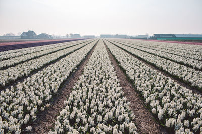 Flowers blooming on field