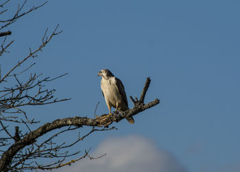 Low angle view of bird perching on bare tree against clear sky