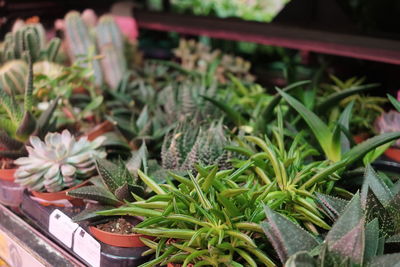 Close-up of potted plants in market