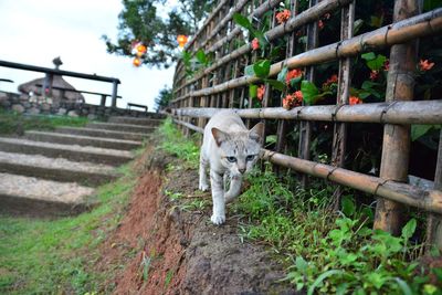 Portrait of cat walking on dirt road