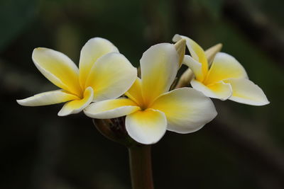 Close-up of yellow flowers blooming outdoors