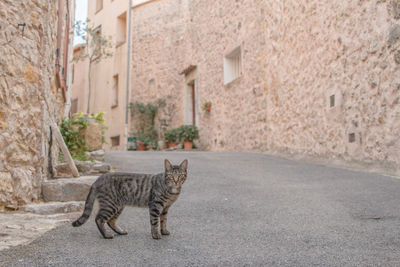 Cat on street