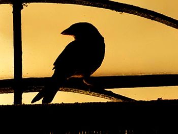 Silhouette bird perching on shadow against sky during sunset