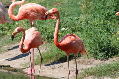 Close-up of flamingos on field