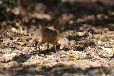 Close-up of an animal