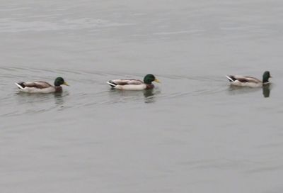 Ducks swimming in a lake