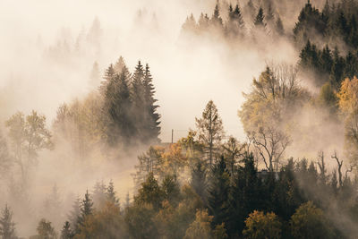 Trees in forest against sky during autumn