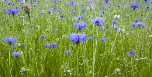 Close-up of fresh purple flowers in field