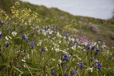 Close-up of purple flowering plants on field