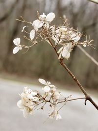 Close-up of cherry blossom plant