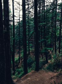 Trees in forest