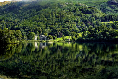 Scenic view of lake by trees in forest