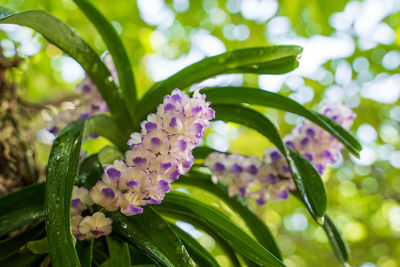 Close-up of purple flowering plant