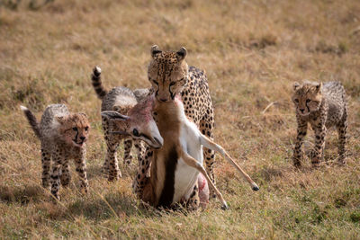 Cheetahs on field in forest