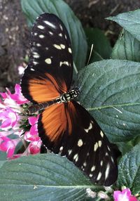 Close-up of butterfly on purple flower