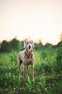 Dog running in field