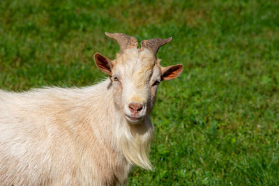 Portrait of a goat
