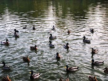 High angle view of birds in lake