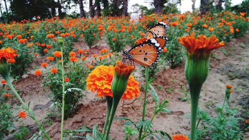 Orange flowers in field