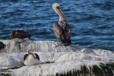 Ducks on rock by sea