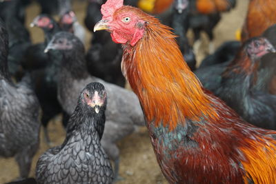 Close-up of chicken