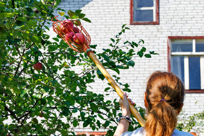 A female farmer picks apples with a metal fruit picker on a long wooden stick 