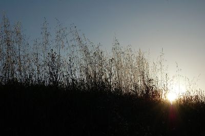 Close-up of silhouette grass against sky during sunset