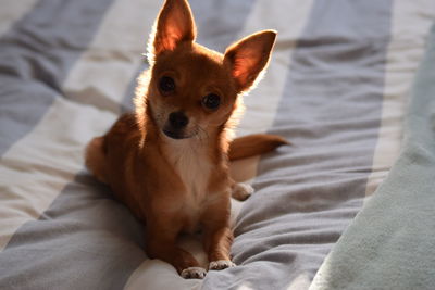 Close-up portrait of dog on bed